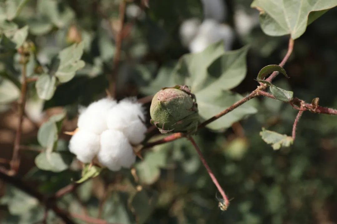 愛心鷹牌 | 萬里援疆，鷹牌助力新疆塔然其村沖刺脫貧(圖5)